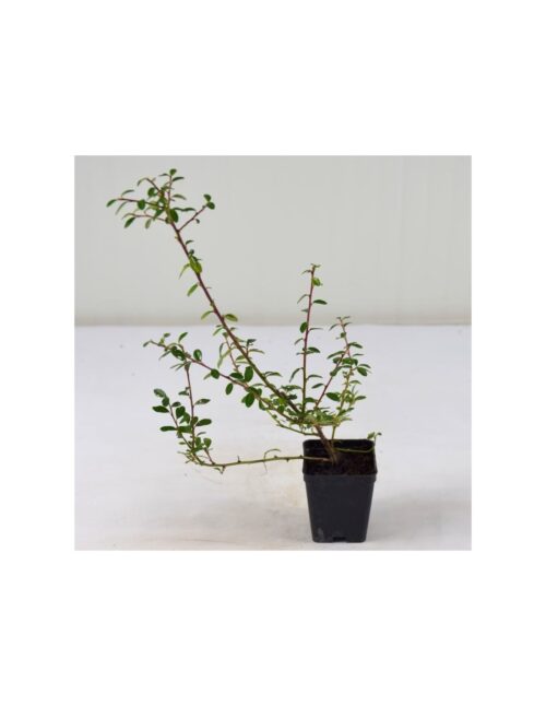 pianta cotoneaster