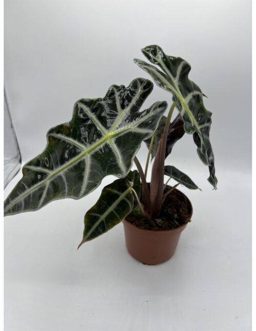 pianta-alocasia-bambino