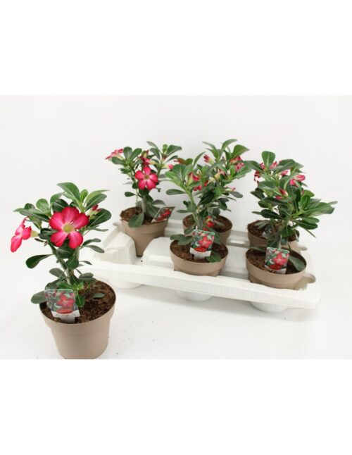 pianta-adenium-obesum